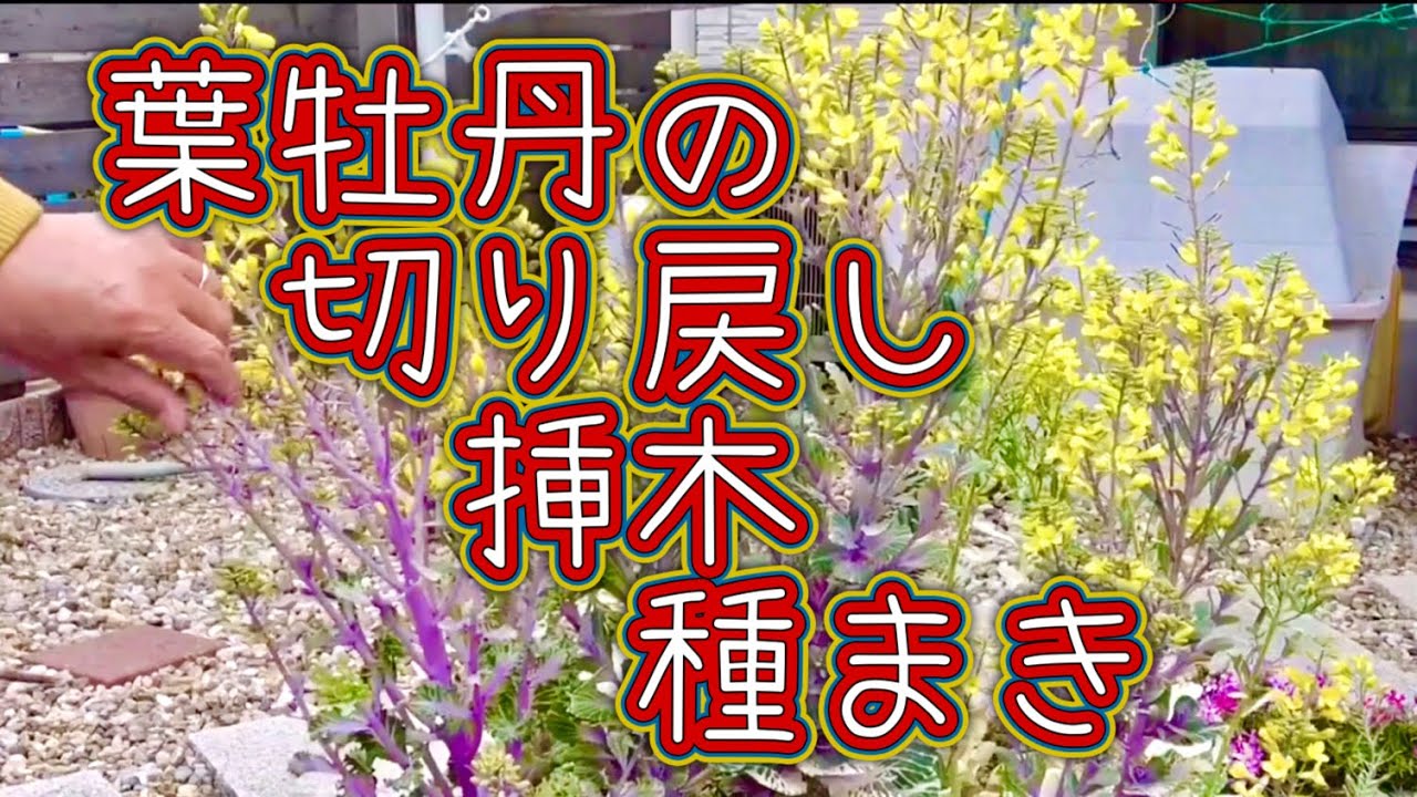 葉牡丹の切り戻し】切っても切っても成長が早い。3カ月前に切り戻しを