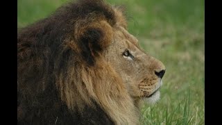 Part1 | Drive Through | Winston Wildlife Safari | Oregon | USA | Drive Through Adventures |Exploring
