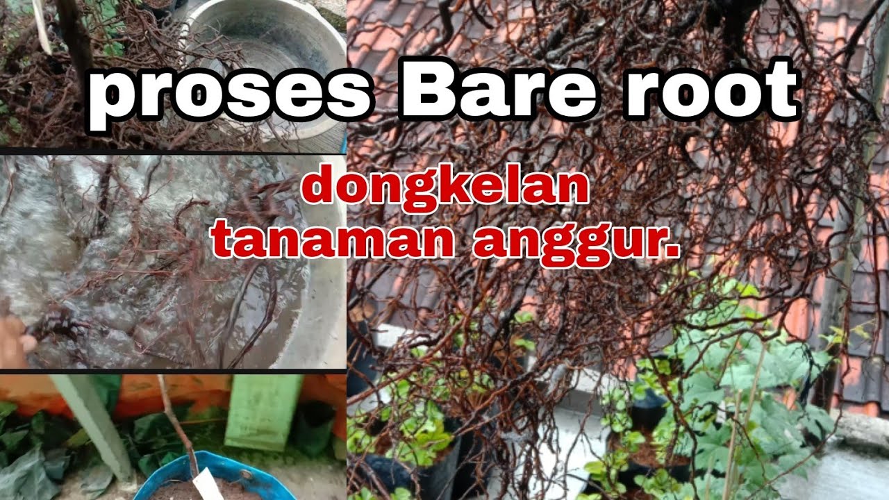 CARA MENANAM ANGGUR  BARE ROOT,@petanihidroponikcomal.2756