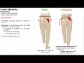 Trendelenburg Test | Rationale &amp; Interpretation