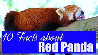 10 Facts About the red panda #redpanda #redpandas by I kiss Animal 433 views 1 year ago 3 minutes, 19 seconds