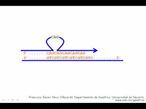 Video: ¿Cómo se produce la expansión repetida de trinucleótidos?