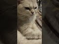 Cute Cat with Beautiful Eyes 😻 | Innocent Kitty Moments
