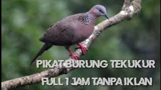 PIKAT TEKUKUR TERBARU. FULL 1 JAM TANPA IKLAN