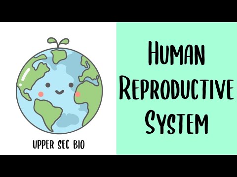 Upper Sec IP Bio: Sexual Reproduction - The Human Reproductive System