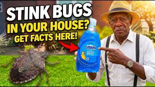 KILL EVERY Stink Bug Overnight With The Forbidden Down South Homemade Trap