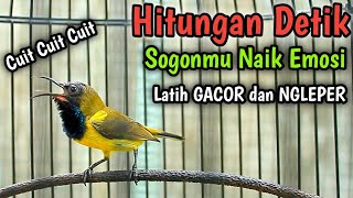 Cuit Cuit Sogon Gacor Penaik Emosi Pancingan Sogon Trotol Gacor Latih Cepat Nembak  Isian Kasar