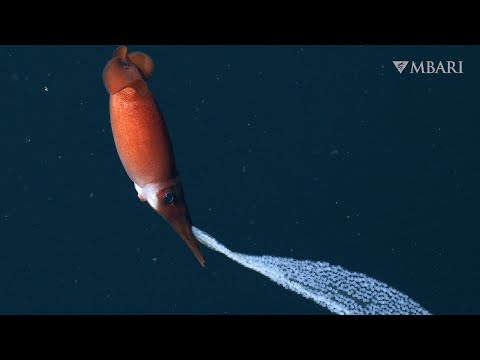 Deep-sea squid mom carries eggs to keep them safe from predators