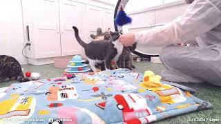 The Bramble Churu lineup 3 13 2024 by TinyKittens HQ 21,934 views 1 month ago 5 minutes, 56 seconds