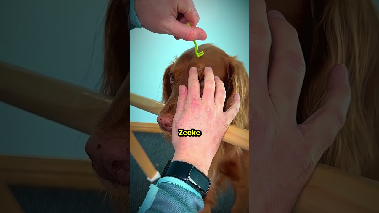 Dieser Hund ist unglaublich diszipliniert! 😮