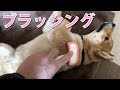 豆柴の仔犬ふくをブラッシングしている様子 #22