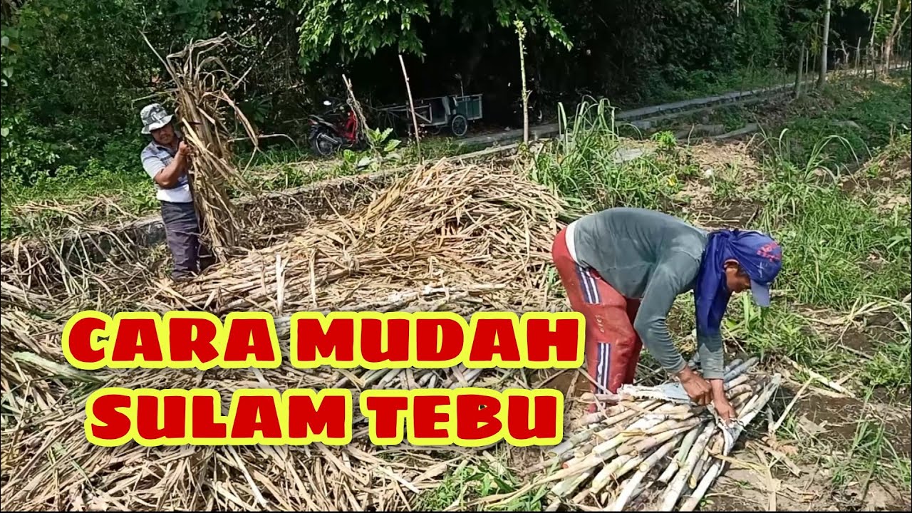 Cara sulam tebu dengan teknik mudah