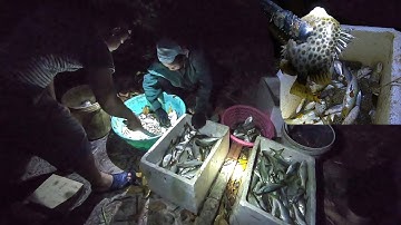 Sổ Vuông bắt Tôm Cua Cá KHỦNG ban đêm cùng người dân Năm Căn Cà Mau