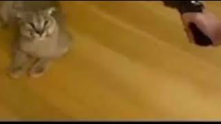Floppa his last flop meme