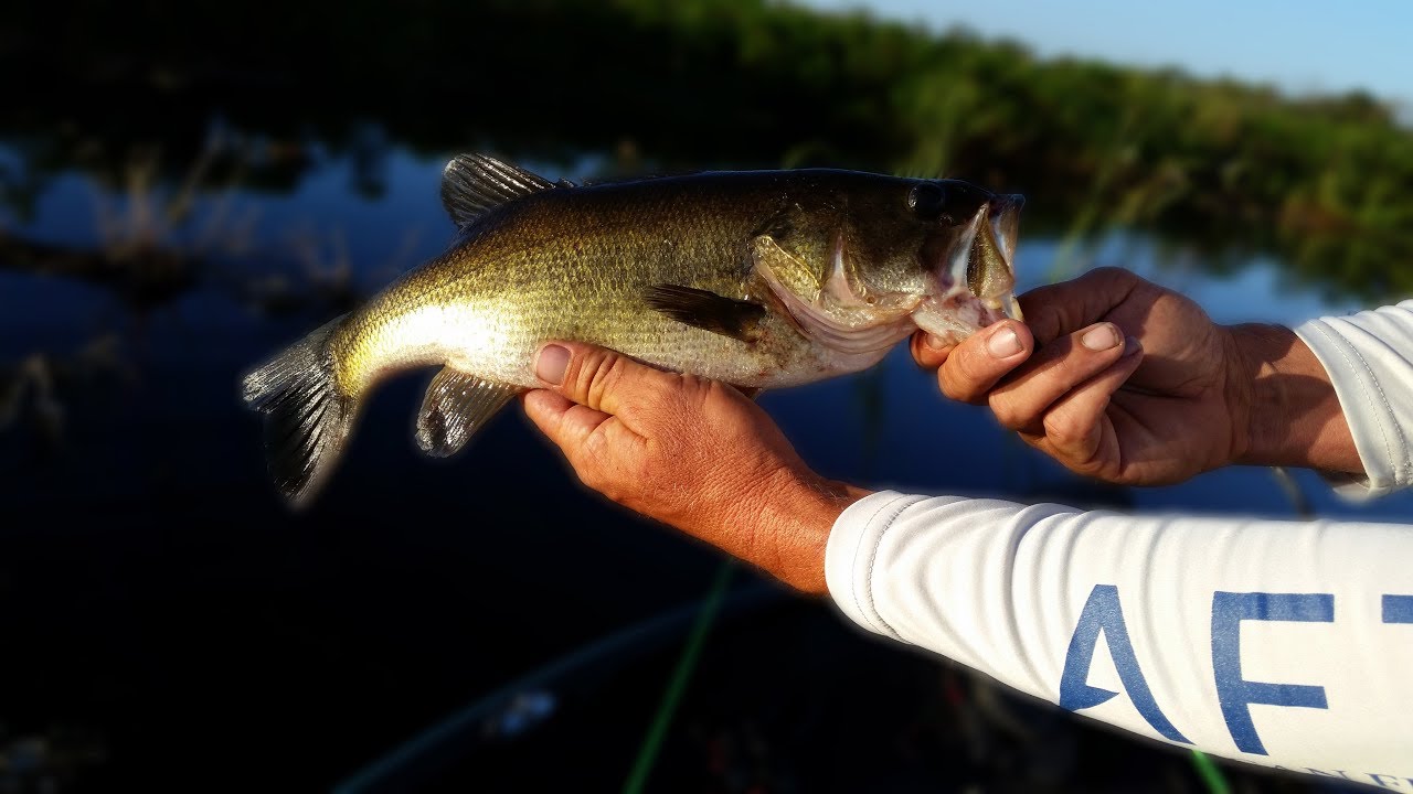 Lake Kissimmee Bass Fishing with the GAMBLER BIG EZ! YouTube
