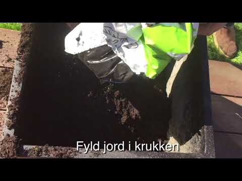 Video: Hvordan Man Laver Blommer I En Krukke