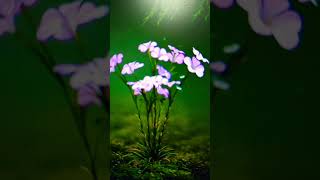 Instrumental relaxing music, meditation music, soft music, mental relaxation, spa music
