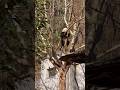 XiaoQiJi up and down the tree😃 #panda #shorts #cute #love #animals #funny #fun #healing #cutepanda