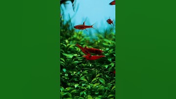 Beautiful planted aquarium setup || shrimp tank #short #shorts #youtubeshorts