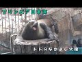 【マリンピア日本海】お父さんと仲良しのトドの赤ちゃん