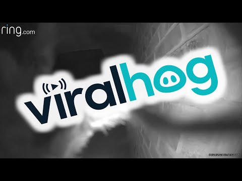 Tarantula Knocks On Doorbell Camera || ViralHog