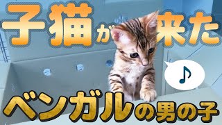 【ベンガルの子猫が来た日】先住犬との初対面　The day the bengal cat came to us.