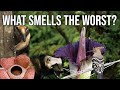 Finding the Worst Smelling Lifeform