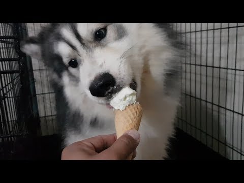 Can dogs eat vanilla bean ice cream Clearance