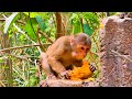 Update Today Daily Wildlife Monkey #Rainbow #Leo #Lucie #Libby #Jovi