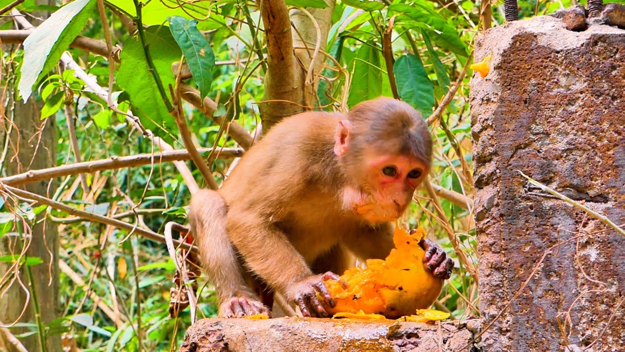 Update Today Daily Wildlife Monkey 