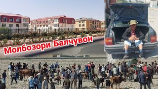 картинка: МОЛБОЗОРИ БАЛЧУВОН РАФТЕМ ЧИ ГАП ШУД  29 августа 2021 г.