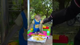 Download Lagu not me!! NaNa the poor monkey was wronged 🙉🙊😭 #monkey #nana #shorts MP3 Download Lagu not me!! NaNa the poor monkey was wronged 🙉🙊😭 #monkey #nana #shorts MP3