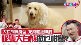 屈臣氏 Wats Petmacy 寵物藥妝呈獻：煉狗術師III｜EricKo教路｜大灰熊嘅身型芝麻咁細嘅膽 呢隻大白熊做乜咁驚｜Eric Ko｜鄺芷凡｜第2集｜煉狗術師｜馴犬｜HOYTV｜HOY77