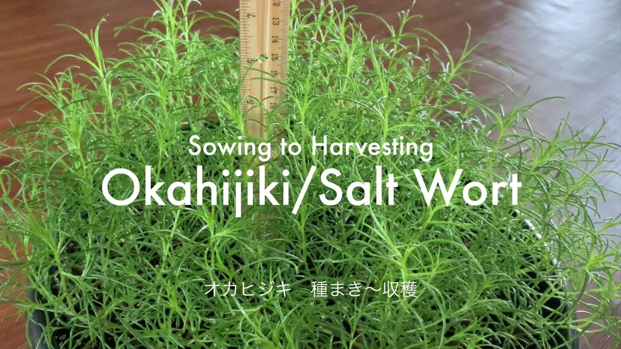 Sowing To Harvesting Okahijiki Salt Wort オカヒジキ 種まき 収穫 Youtube