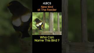 #LBCS Bird Cam ~New Bird at The Feeder