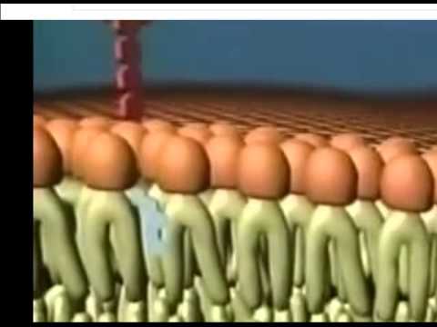 Βίντεο: Τι είναι η πλασματική μεμβράνη;