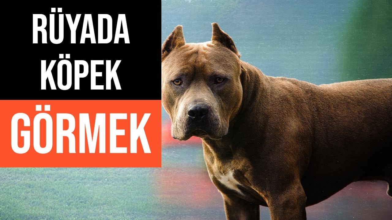 Rüyada Köpek Görmek Diyanet Yorumu - YouTube