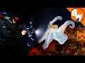 Venomous Octopus Defends the Reef!