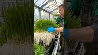 Producción de Forraje Hidropónico para Alimentación Animal#ForrajeHidropónico#ProducciónAnimal
