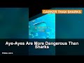 Aye-Ayes Are More Dangerous Than Sharks
