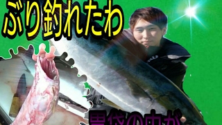 釣ったブリの胃袋から大量のアレが出てきた【ぶりのさばき方】【伊勢湾ジギング】【ブリ料理】【閲覧注意】