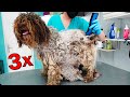 Shaving THREE NEGLECTED DOGS From The SAME OWNER! Matted Fur I Cutting Nails I How To Clean The Ears