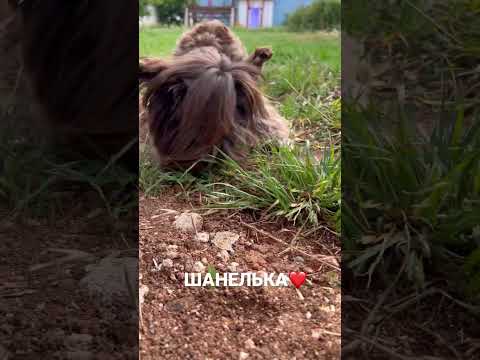 ШОКОЛАДНЫЙ ЙОРК 🇹🇷#турция #köpek #smalldog #йорк#shorts