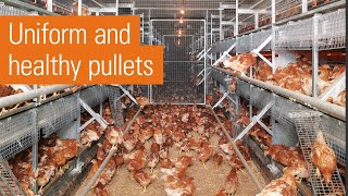 Efficient egg production in laying aviaries | NATURA rearing