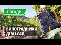 Екскурсія нашими виноградниками. Кращі сорти винограду. Виноградники Дім і Сад #1