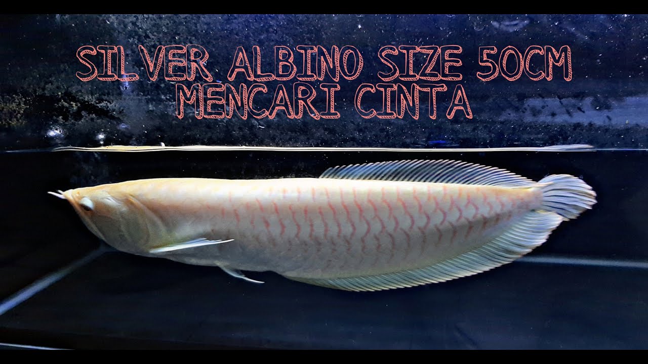  Arwana  silver albino  murah siap kawin YouTube