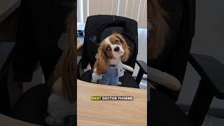 Why Our Office Is Unique (Meet Dr. Phoebe)