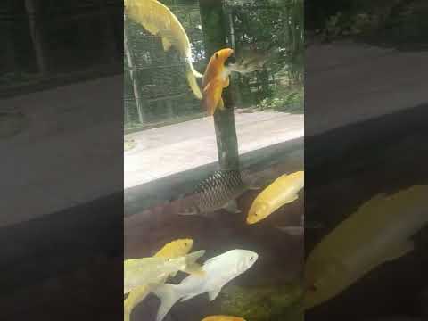 Video đi chơi chủ nhật.. - youtube