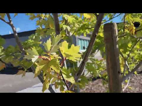 Silver Maple (Acer saccharinum) ~10 year old mature tree - Lethbridge, AB Sept 24 fall colour