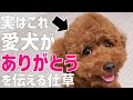 【飼い主必見】愛犬がありがとうを伝えている仕草